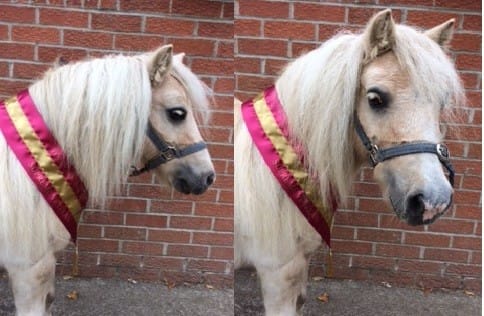 Miniature Shetland/ Small Pony 4ft Tri Colour Personalised Sash - Image 3