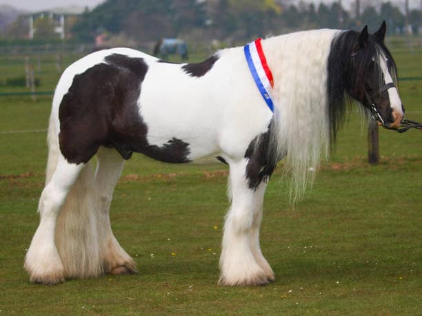 Horse/Pony 5ft Tri Colour Personalised Sash Champion - Image 4